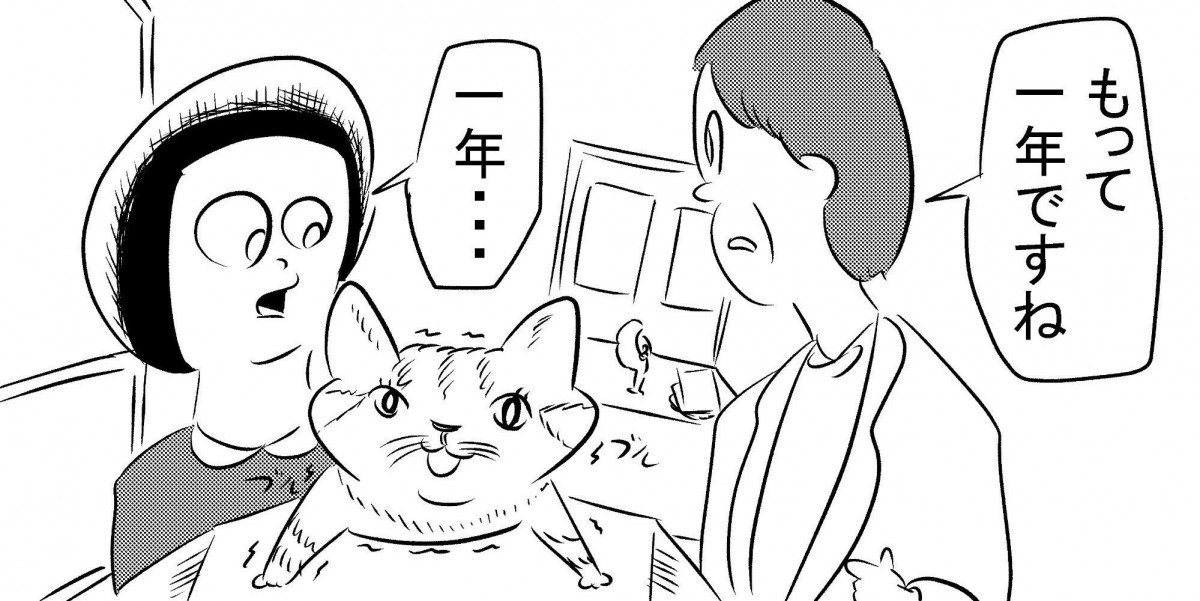 あなたならどうする？猫に寿命をわける話に涙が止まらない