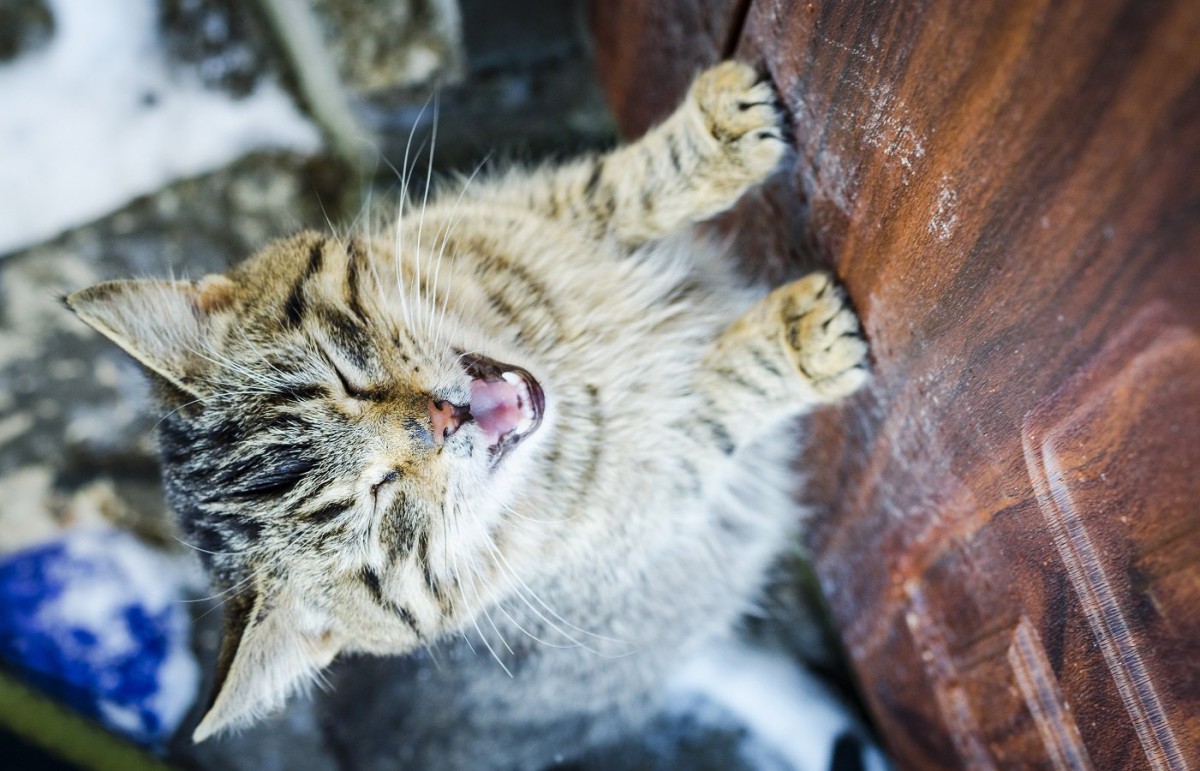 猫が外に出たがるときの対処法３つ