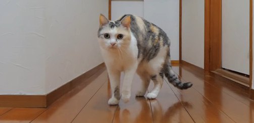 猫ちゃんたちとの生活でパパが抱える悩みとは？