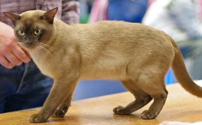 【獣医師監修】ヨーロピアンバーミーズってどんな猫？猫種の性格や飼う前の注意点・価格相場まで徹底解説