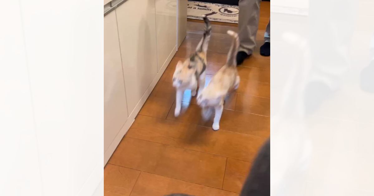 ご飯をもらいに来た2匹の子猫…想像以上に『息ピッタリな動き』が可愛すぎると917万再生「完全にシンクロ」「エンドレスで見れるｗ」