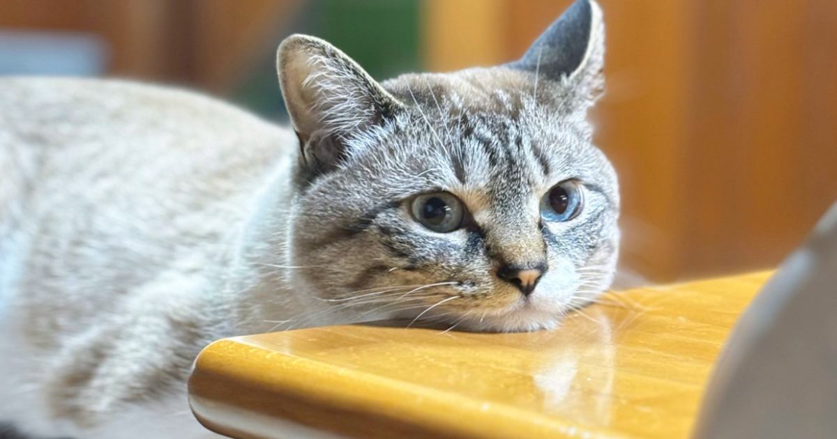 テーブルにあごを乗せて脱力している猫→下のほうを見てみたら…つい握手したくなる『尊いおてて』に5万いいね「可愛すぎる」「優勝」