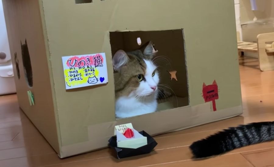 パパ猫ちゃん、3歳のお誕生日♡みんなでわいわいおやつパーティー！