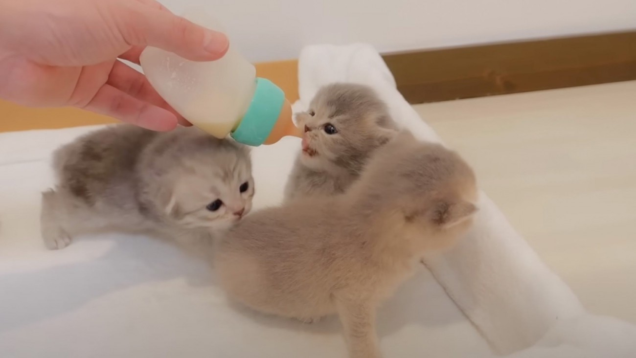 『お腹を空かせた赤ちゃん猫たち』→ミルクを与えたら…可愛すぎて思わず笑顔になる光景が58万再生「なんて可愛さ」「無理…」と悶絶の声