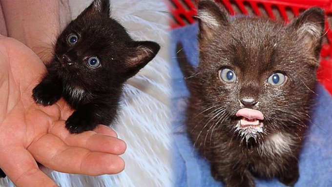 ドラキュラ城がある村で暮らす黒猫…運命の人と出会いあたたかいおうちへ！