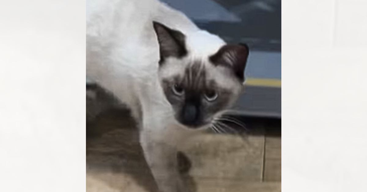 シャム猫を迎えて『顔周りだけ黒くなる』とは聞いていたけど…現在→想像もしていなかった『衝撃ビフォーアフター』が225万再生「タヌキｗ」