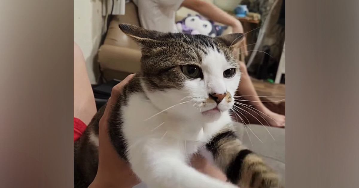 大好きなお兄ちゃんの上に乗った猫→そっと体を捕まえられると…『愛おしすぎる反応』が60万再生「目つきがすごいｗ」「健気だねー」