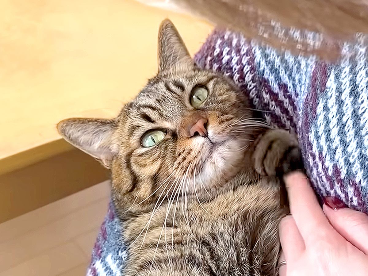 ママのことが大好きな猫→どうしても離れたくなくて…悶絶級に愛おしい『甘えん坊な様子』に「お返事が可愛い」「羨ましい限り…」と反響の声