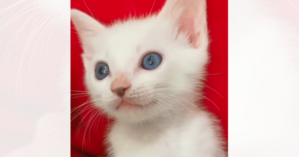 『こんなに小さかった子猫が…』成長した結果→想像を超えてくるビフォーアフターに「本当に大っきくなったｗ」「大事に育てられた証」と反響