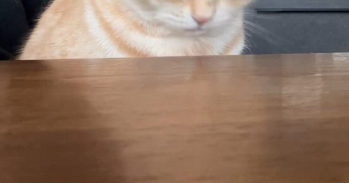 『テーブルの椅子に座る猫』→飼い主さんが話しかけていると……まさかの瞬間に4万3000いいね「たまらにゃいぃぃ」「話長かったかｗ」