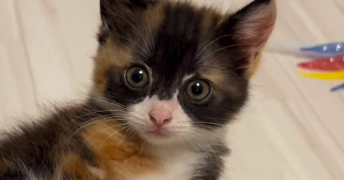 子猫の初めての体重測定→お皿の上に乗せると、だんだんウトウトしてきて…キュンとくる光景が66万再生「ポーズ決めてるｗ」「みんな悶絶ｗ」