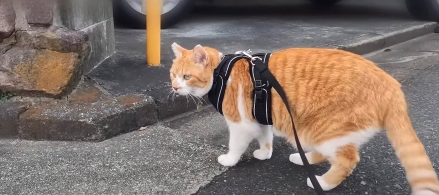 全力ダッシュでお散歩！野良猫ちゃんと追いかけっこを繰り広げる猫さん