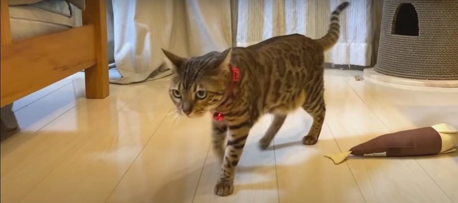 マタタビでほろ酔い！荒ぶるボス猫ちゃん