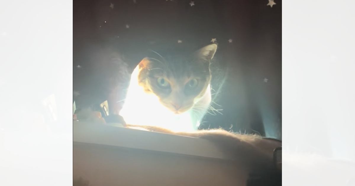 まばゆい光をまとっていた猫→立ち上がったかと思ったら…思わず『叫んでしまった瞬間』が83万再生「悪いやつが浄化されたときの声ｗ」「爆笑」