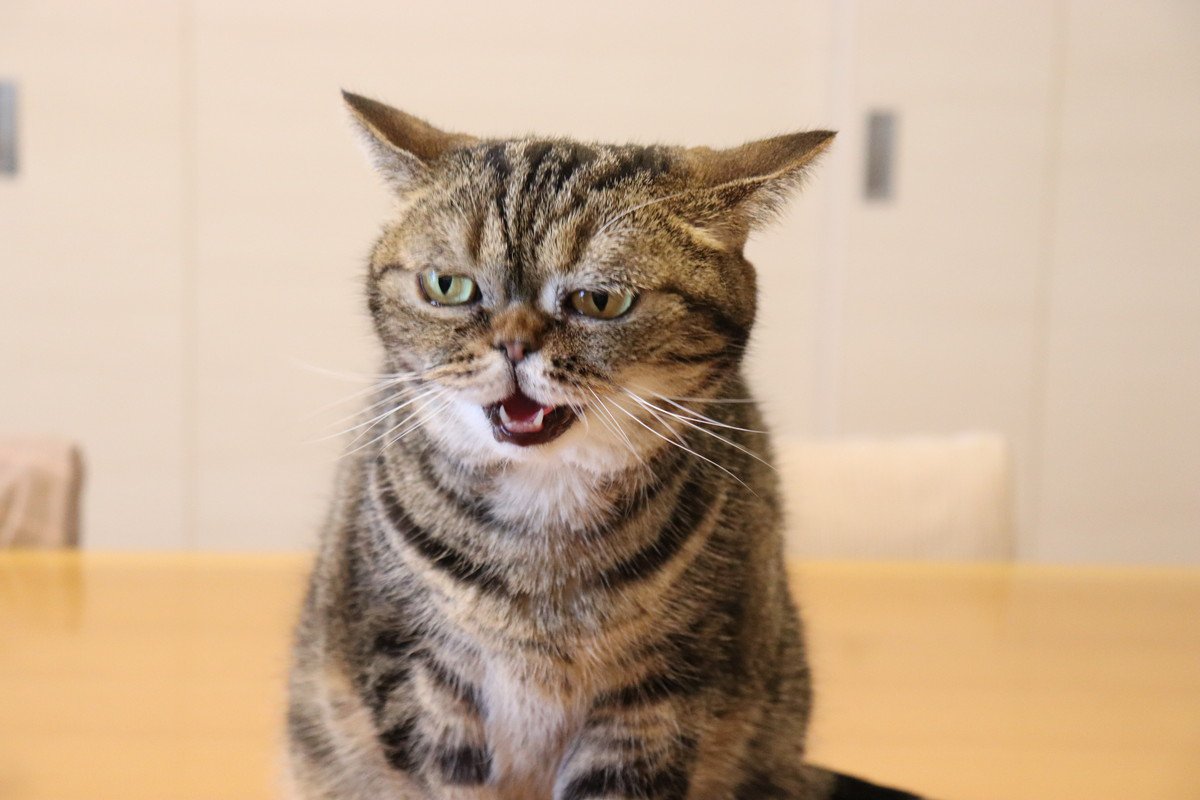 猫が『不機嫌』になっているときのサイン4つ　気持ちを見極めるコツから飼い主にできることまで