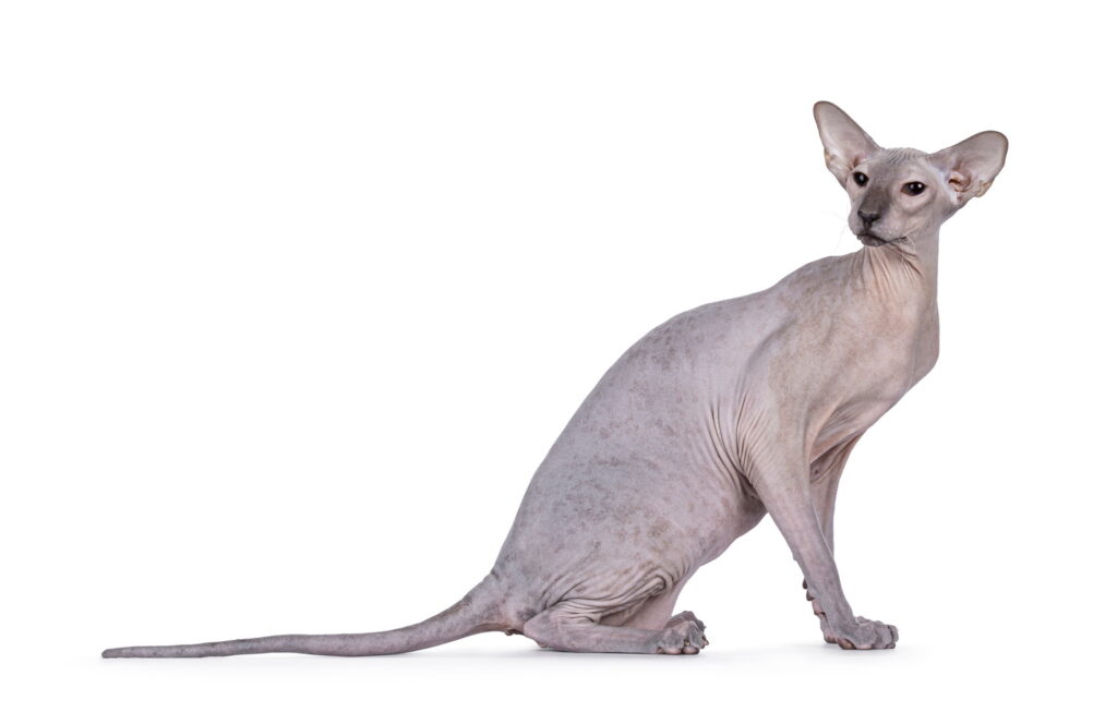 【獣医師監修】ピーターボールドってどんな猫？猫種の性格や飼う前の注意点・価格相場まで徹底解説
