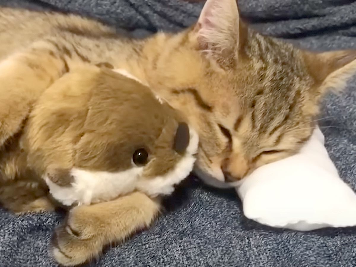 子猫が添い寝していたツヤツヤのぬいぐるみ→『５年後の様子』を見てみると…ビフォーアフターに爆笑の声「ホント不憫ｗ」「好きすぎるｗ」