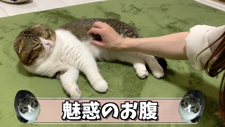 フワフワ猫さんのお腹に顔を埋めたい！