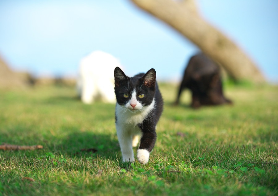 猫の関節炎について その症状と原因、治療法とは