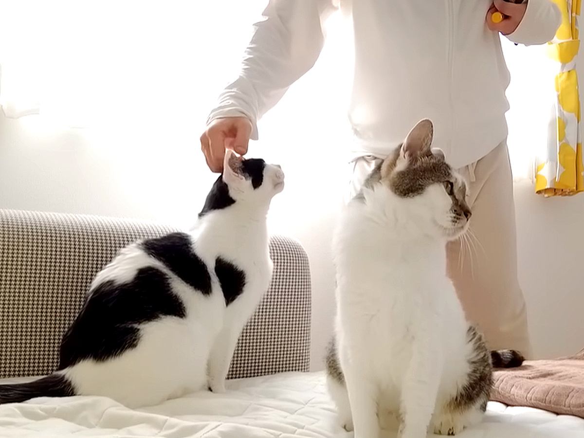 誕生日を迎えたパパ→２匹の愛猫にもらったのは…『素敵な権利』と『まさかのハプニング』に「最高」「スペシャルバースデー猫パンチｗｗ」