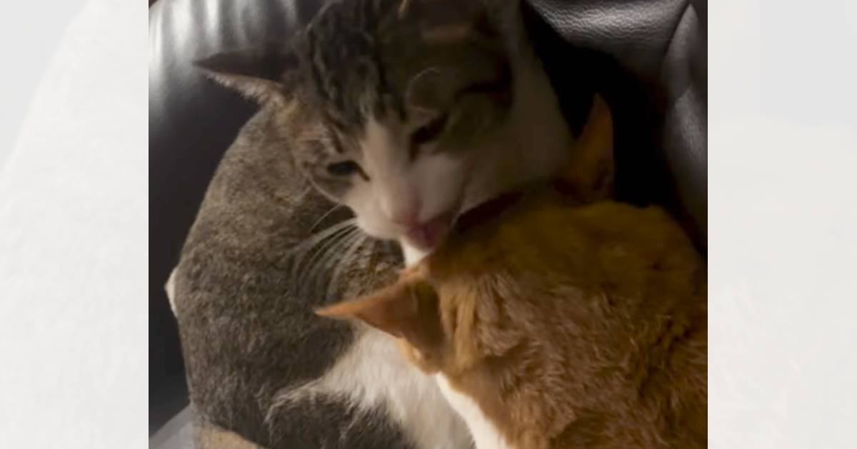 優しく毛づくろいしあっていた2匹の猫が、突然…思いもよらない展開に「いい感じだったのにw」「あるあるにゃw」と笑顔になる人が続出