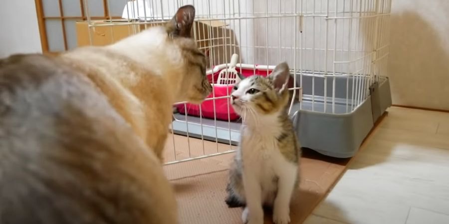 新しくおうちにお迎えした子猫ちゃんと先住猫ちゃんがついに初対面♡猫ちゃんたちの反応は？