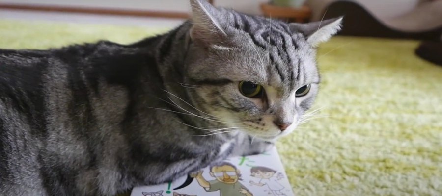 飼い主さんに雑誌を読ませたくない猫ちゃんの焦らし作戦