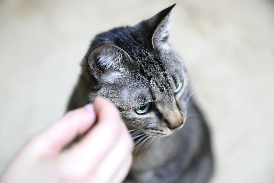 猫の気持ちが離れてしまう飼い主のNG行為５つ