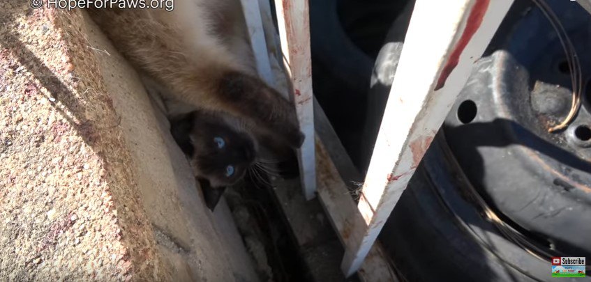 鉄条網から逆さづりで数時間…ふさふさの尻尾は失ったけれど、猫は生還した