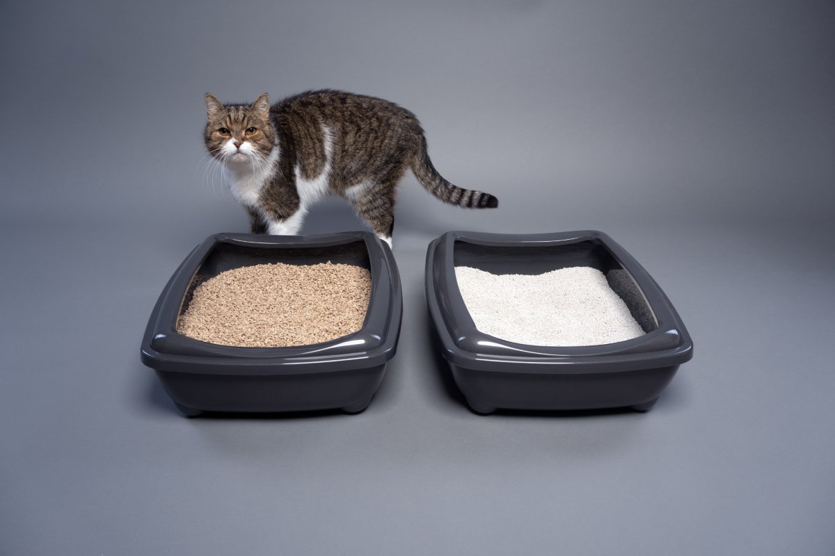 猫が快適だと感じる『最高のトイレ』の条件4つ　環境を整えるべき理由や改善のコツ