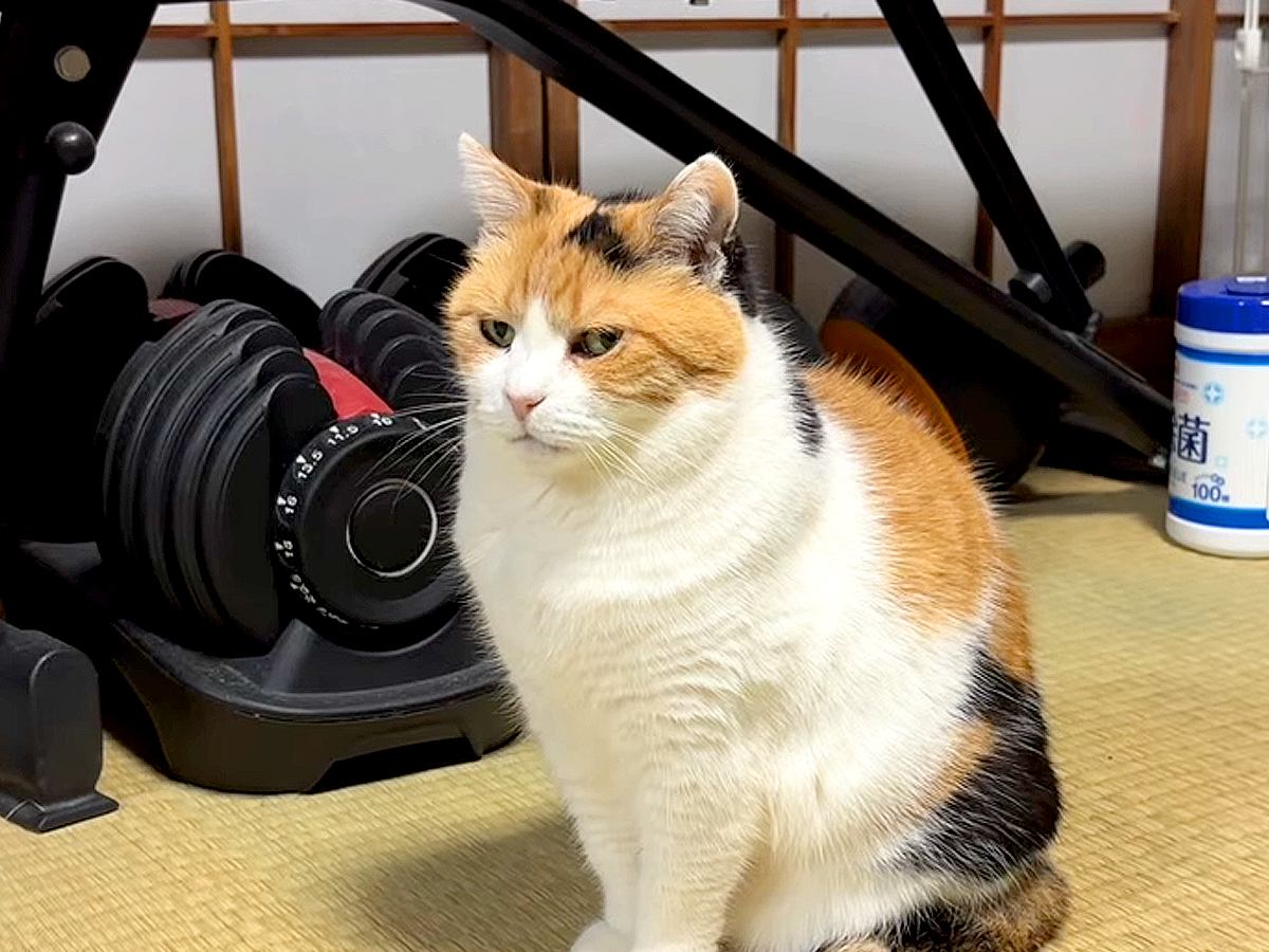 ごはんにトッピングしてほしくて訴える猫→失敗してしまい…想像以上に『気持ちがダダ漏れな光景』に反響「抱きしめてあげたい」「完璧な姿勢」