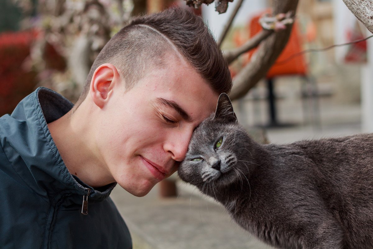 猫が『頭突き』してくるときの理由4選 どんな意味があるの?愛猫が伝えたい気持ちとは