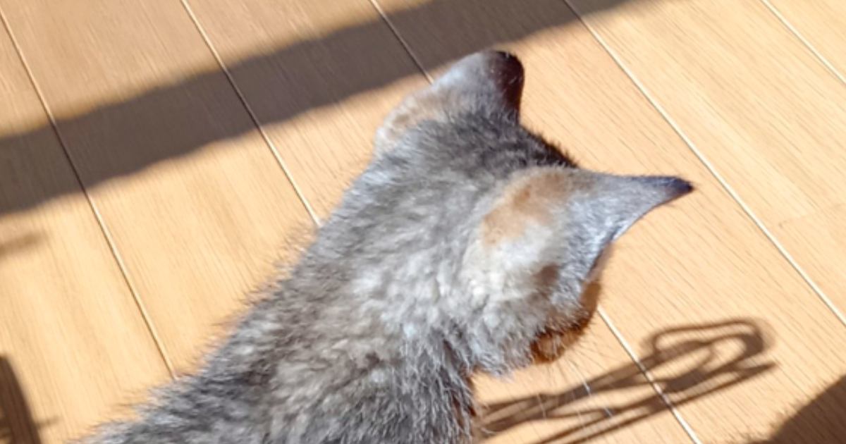 小さな子猫が真剣に見つめていたものとは……思わず笑みがこぼれる『可愛すぎる瞬間』に2万いいねの反響「ぱやぱや目立つね」「反則ですやん」