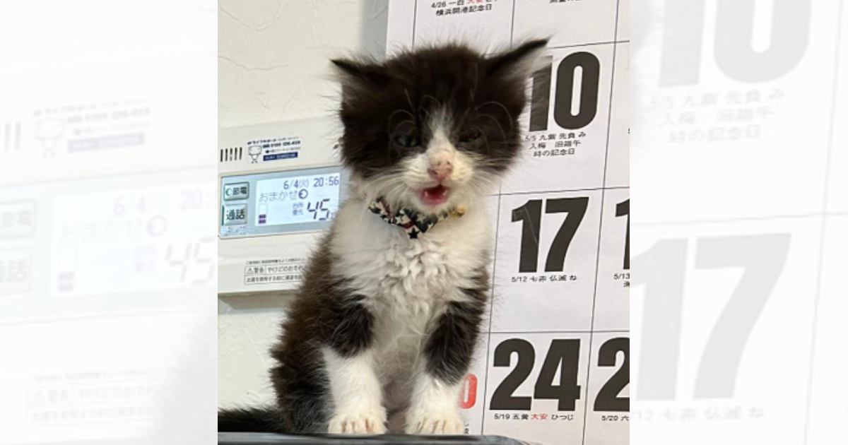小さかった子猫が成長して…１年後に『同じ場所』で撮影した結果→劇的すぎるビフォーアフターに「２度見してしまったｗ」「別猫みたいｗ」の声