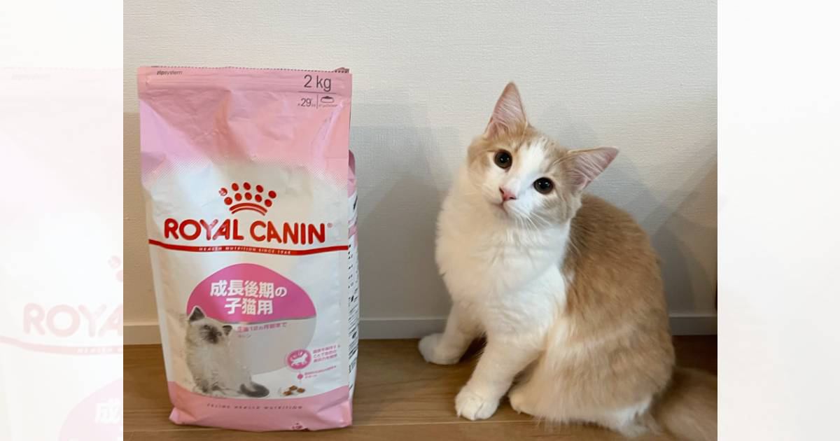 いつものキャットフードより『５倍も大きい袋』が出てきたら、子猫が…まさかの表情に16万いいね「わああって言ってる絶対ｗ」「ぽっかーんｗ」