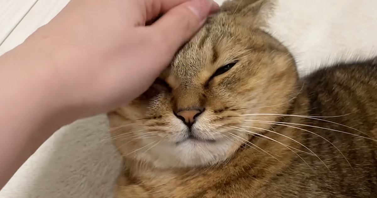気持ちよさそうに撫でられていた猫→『ひげ袋』を触られると…まさかの豹変ぶりに「相当ダメなんだｗ」「めっちゃ見てるｗ」と反響