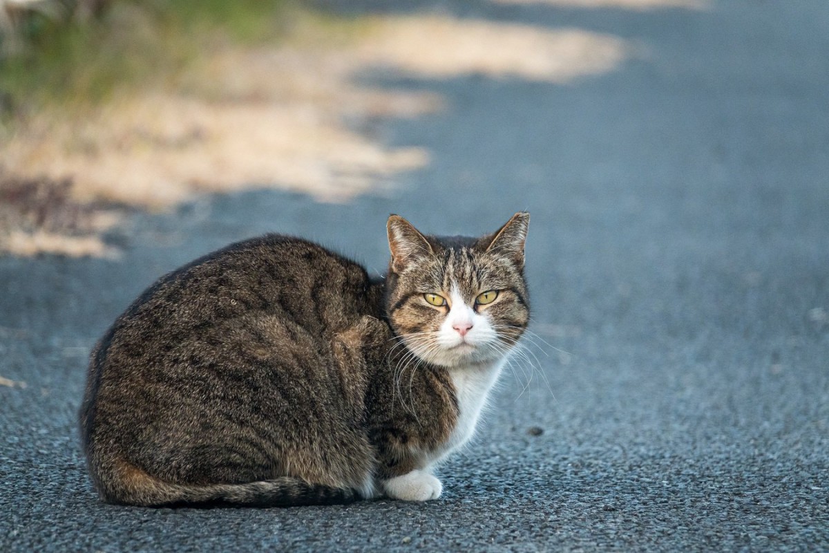 猫は生活環境によって『顔が変わる』って本当？愛猫はどんな顔つきをしていますか？