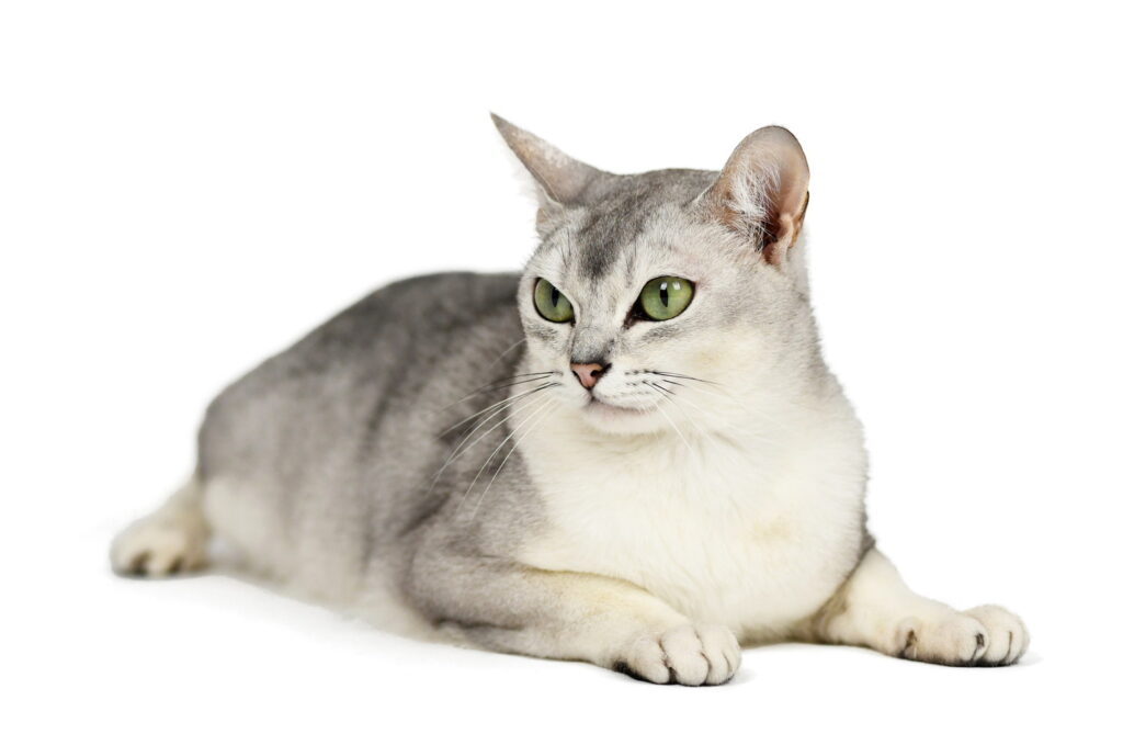 バーミラ｜猫種の特徴や性格、値段の相場から寿命まで解説