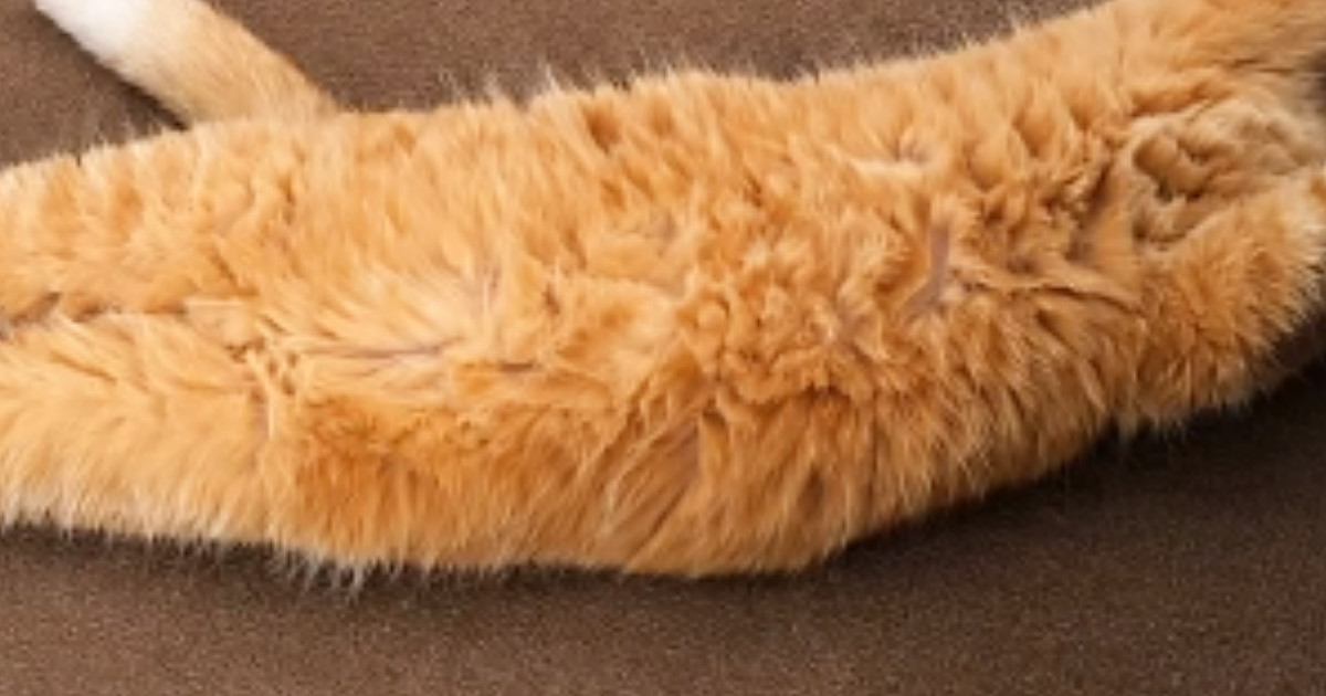 母に『海老天みたい』と言われた猫→AIで加工してみたら…爆笑の『仕上がり』が26万再生「美味しそうｗ」「めっちゃそっくりｗ」