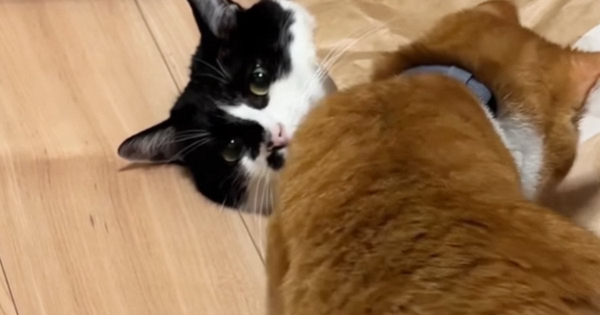 紙袋から顔だけ出していた猫→全く動かなくて…あまりにも『無』な様子に爆笑「覚悟を決めた目に見える」「まばたき忘れてるｗ」と22万再生