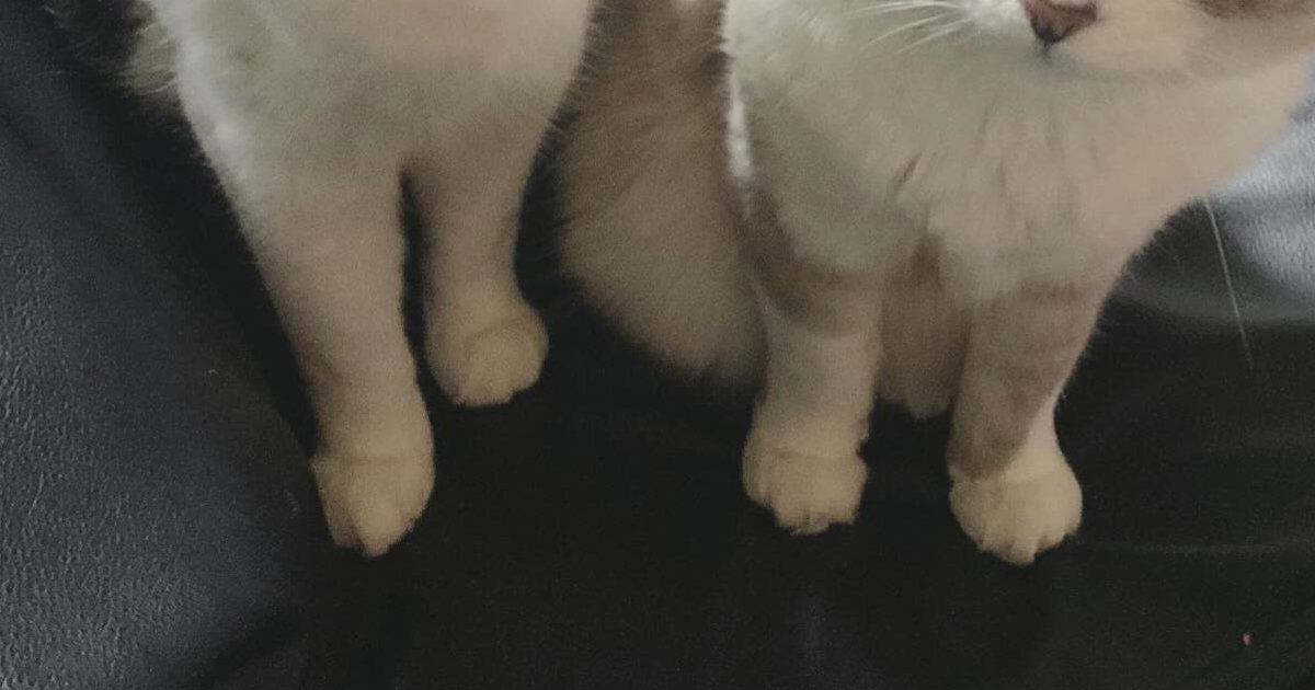 お風呂上がりに『フェイスパック』をしていたら…2匹の猫が見せた『可愛すぎるリアクション』に「誰かなって会話してそうｗ」「たまらんｗ」