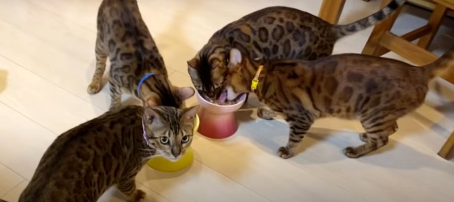 しっぽピーン！ウェットフードがうれしい猫ちゃんたち