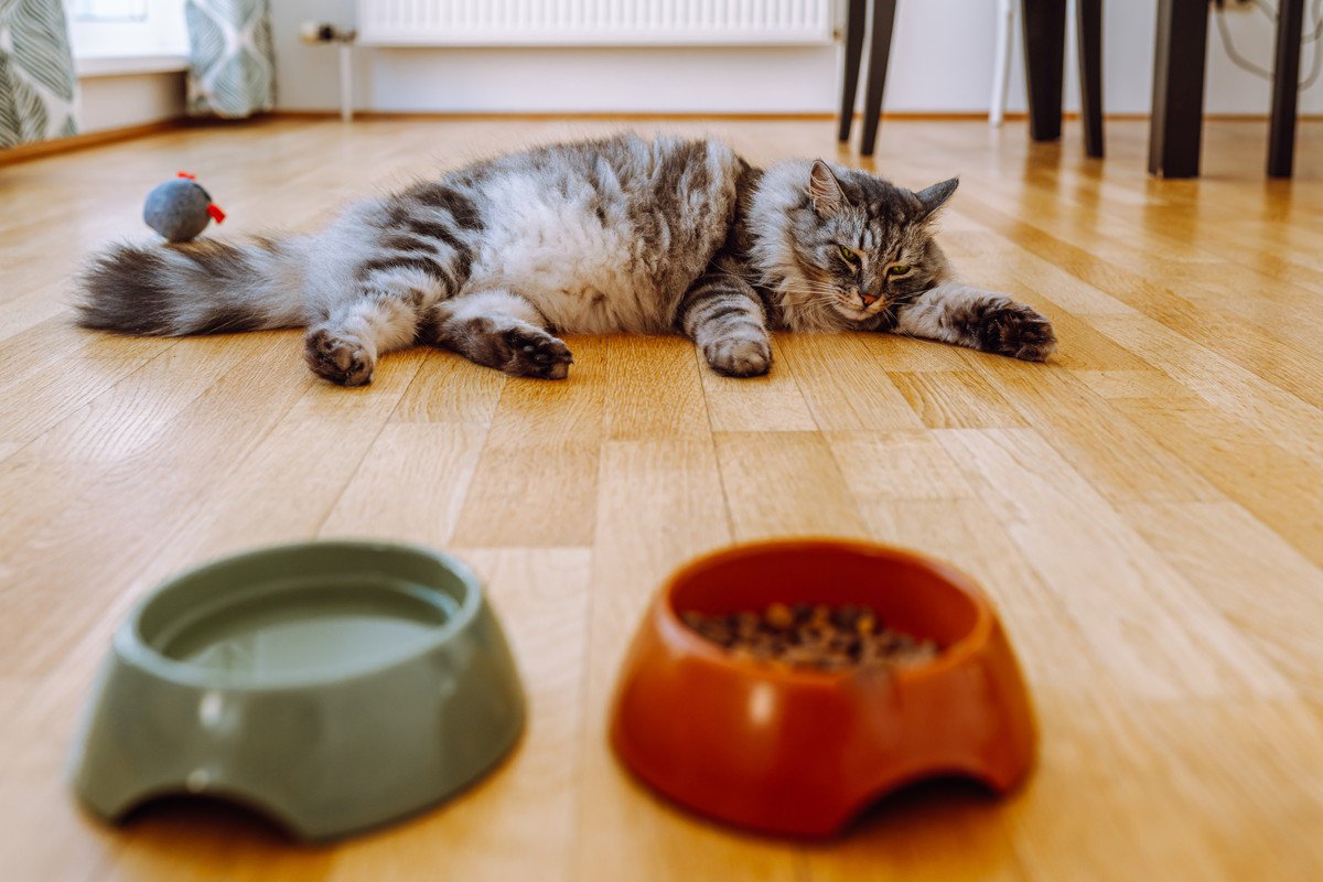 愛猫が『あまり食べなくなった』のはなぜ？考えられる4つの理由　他にこんな症状があったら要注意