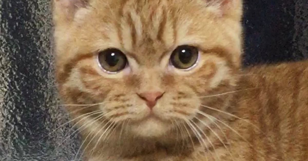 くりくりのお目々が愛らしかった子猫→成長した結果…ギャップが凄すぎる『ビフォーアフター』に１万いいね「貫禄がｗ」「眼差しがたまらん」