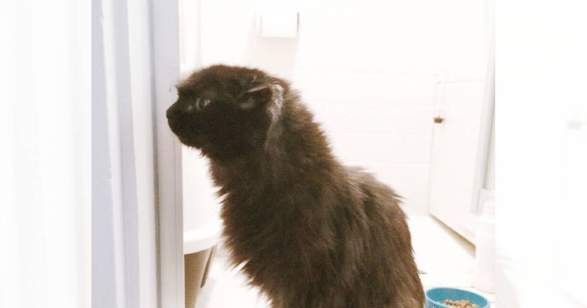 『川に落ちていた黒猫』を救出→大事に育てた結果…当時とはまるで別猫な光景が感動すると121万表示「神話の始まりみたいｗ」「超絶可愛い」