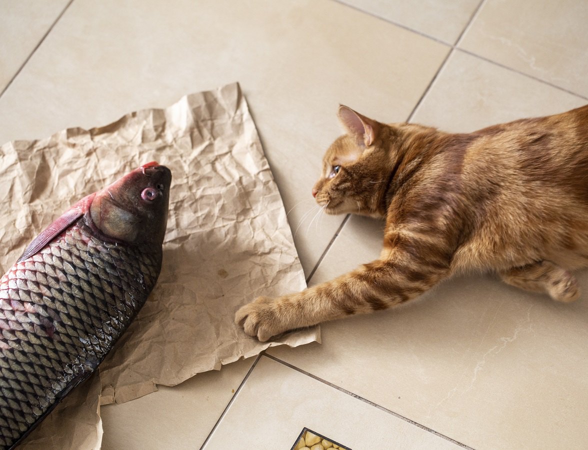 猫に『生で』与えてはいけない食べ物４つ