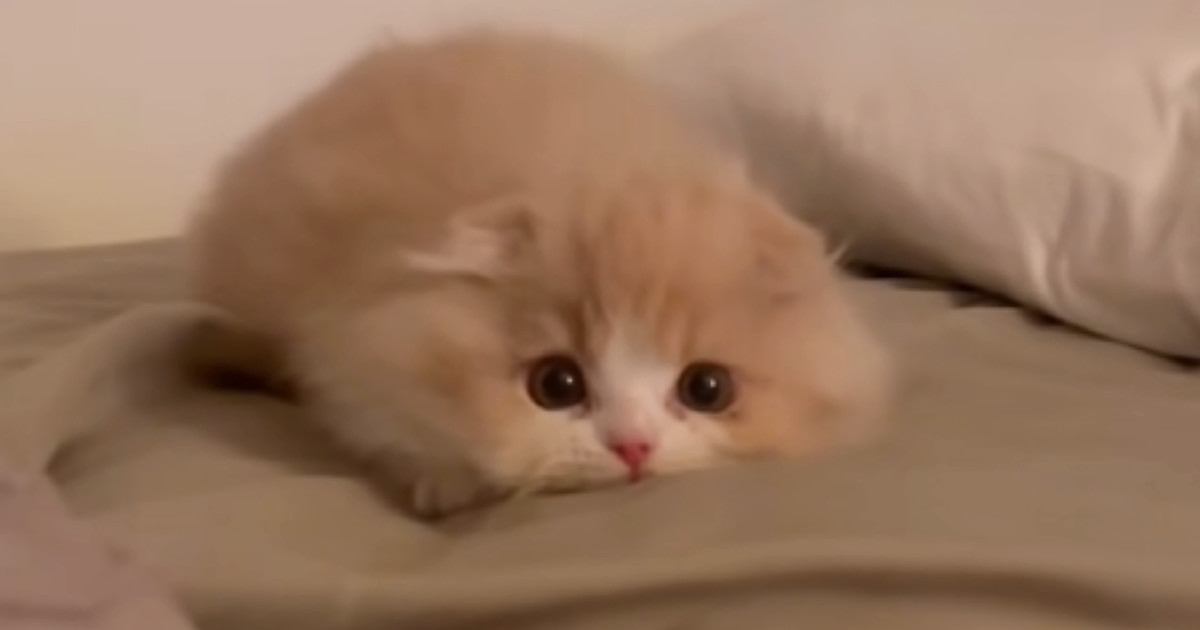 ふわふわの小さな子猫→飼い主さんに狙いを定めると…思わず笑みがこぼれる『可愛すぎる瞬間』に「わたあめやんｗ」「最高にたまらない」の声