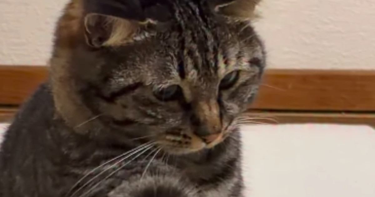 飼い主の足をチョンチョンと触っていた猫…見られていることに気づいた瞬間の『可愛すぎる反応』が290万再生「想像以上に気まずそうｗ」