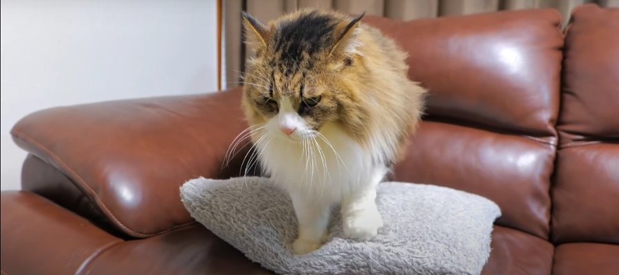 ふみふみに夢中な猫ちゃんにちょっかいをかけたら途中でやめる？やめない？