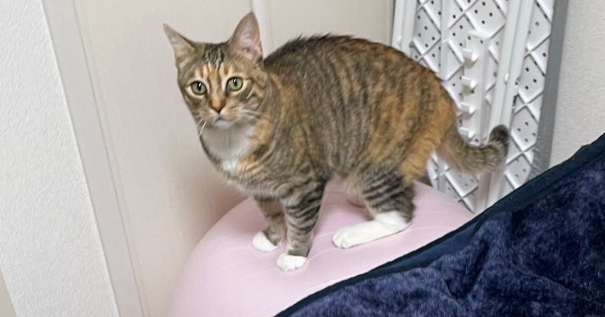 バランスボールの上に立っていた猫→すごいと思って近づいたら…予想外の『トリック』に３万いいね「だまされたｗ」「キョトン顔がかわいいｗ」
